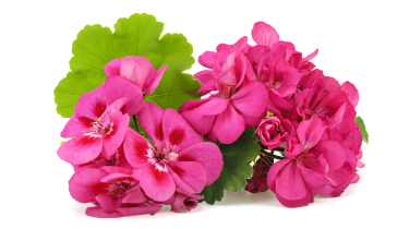 geranium