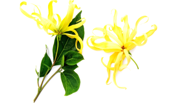ylang-ylang